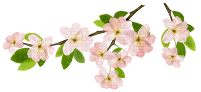 Kaz_Creations Spring Flowers - PNG gratuit