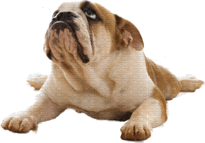 bulldog - Ingyenes animált GIF