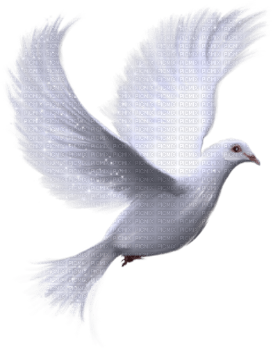 bird white dove deco rox - бесплатно png