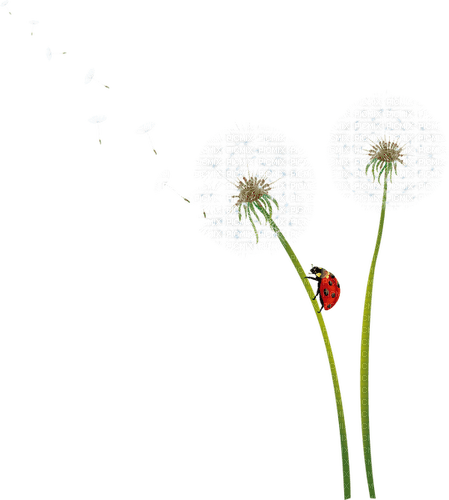 Dandelion.Flower.deco.Victoriabea - PNG gratuit