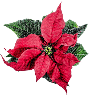 kukka, fleur, flower, joulu, christmas, sisustus, decor - PNG gratuit