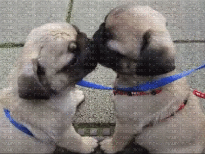 chiens - Animovaný GIF zadarmo