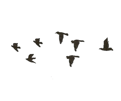 uccellini - Ingyenes animált GIF
