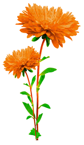 Flowers.Orange - darmowe png