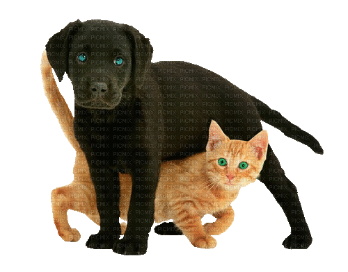 Black Lab Puppy Orange Kitten - Gratis animeret GIF