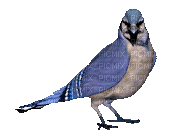 ptak - Darmowy animowany GIF