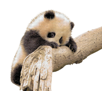 Kaz_Creations Animals Animal Panda - png gratuito