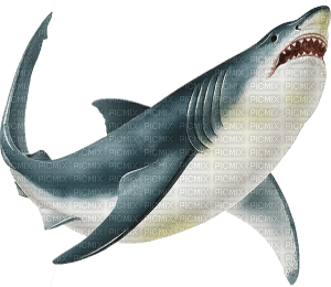 shark - png grátis