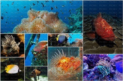 kalakollaasi,  fish collage - PNG gratuit