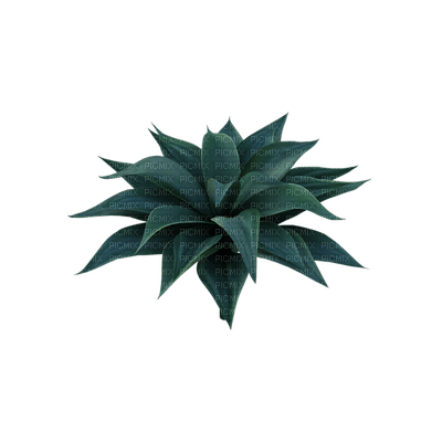 kasvi, plant - 免费PNG