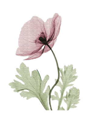 fleur,flower - darmowe png