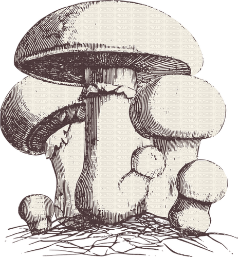 mushrooms Bb2 - png gratuito