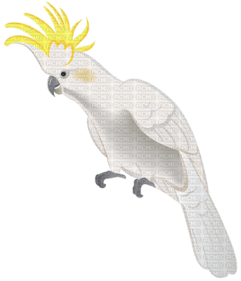 parrot - darmowe png
