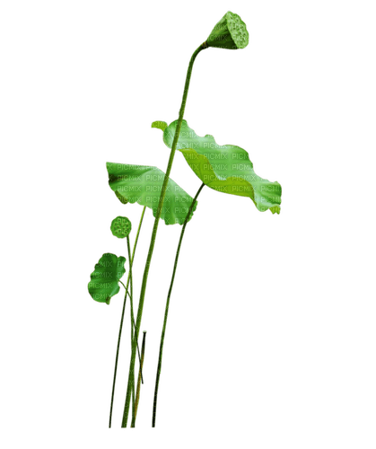 Lotus leaves - δωρεάν png