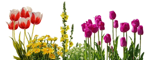 tulips flowers sunshine3 - бесплатно png