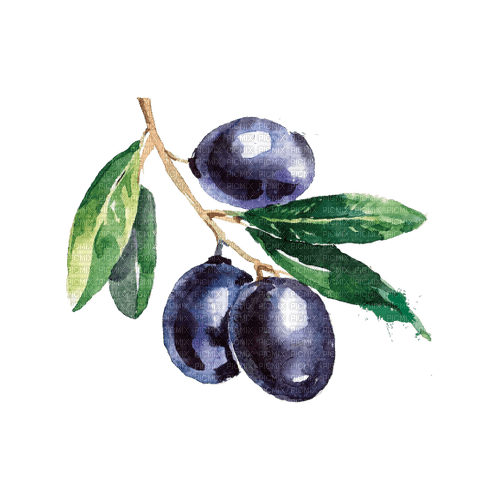 watercolor olives Bb2 - gratis png
