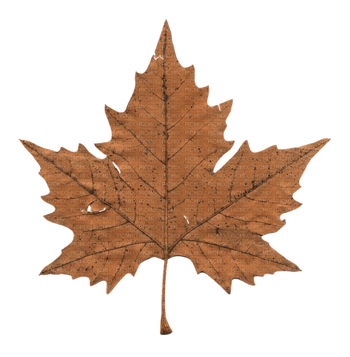 Brown Leaf-RM - ingyenes png