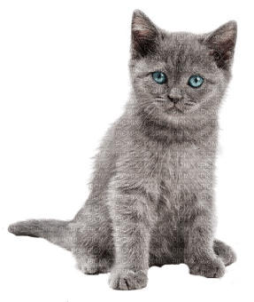 Cats'n'Kittens - PNG gratuit