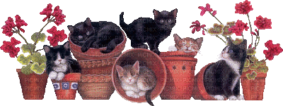 pot de fleurs avec chats - Zdarma animovaný GIF