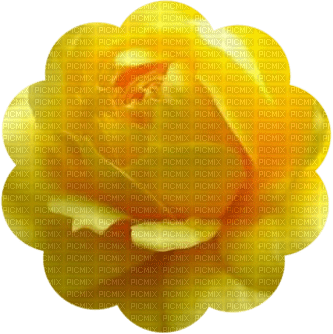 trandafir 33 - zadarmo png