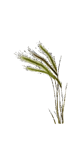 Трава - Ingyenes animált GIF