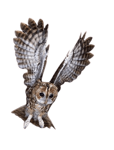Owl - 免费PNG