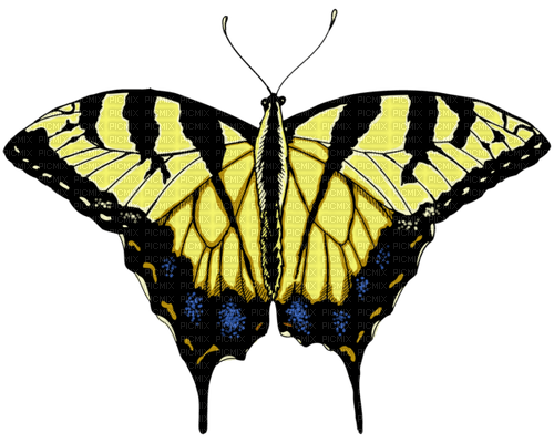 Vlinder 🦋 - png gratuito