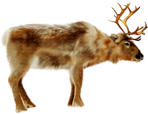 Reindeer.Brown.White - фрее пнг