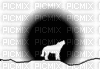 black and white wolf howling - Zdarma animovaný GIF