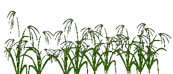 flowers - 無料のアニメーション GIF