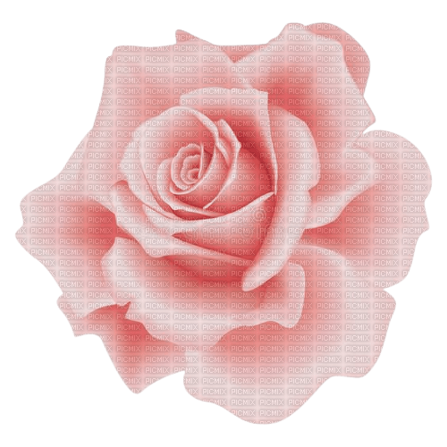 pink rose - darmowe png