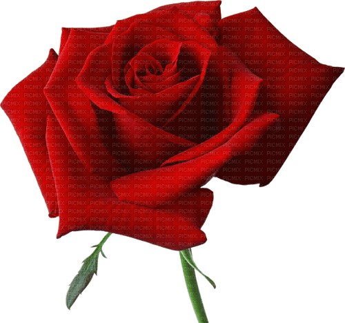 Blue DREAM  70 _ flowers_rose - δωρεάν png