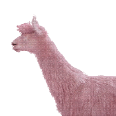 llama lama fun gif  chameaux pink kamele camels animal tube anime animated - Besplatni animirani GIF