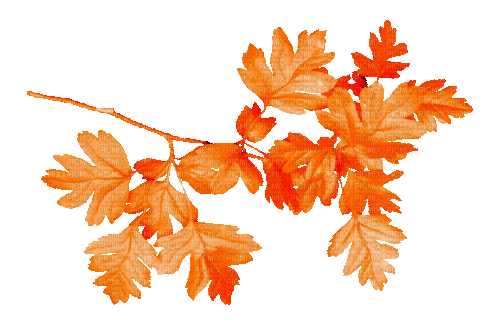 Branch.Leaves.Orange.Animated - KittyKatLuv65 - Gratis animeret GIF