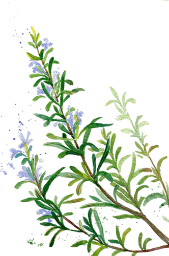 rosemary Bb2 - Free PNG