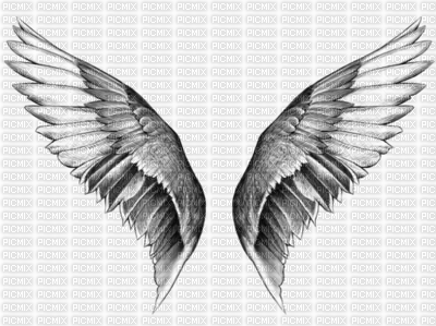 Les ailes - Free PNG