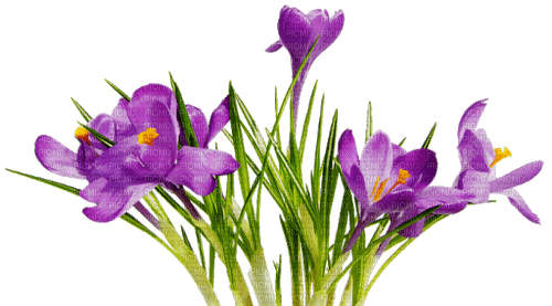 Flores moradas - бесплатно png