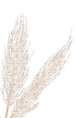 Plants.plante.plume.feather.Victoriabea - Gratis animeret GIF