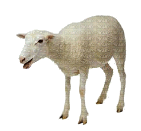 ., lamb , agneau , cordero , lammfleisch ,  farm , ferme , schafe , white - Free animated GIF - PicMix