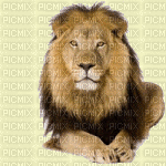 lion bp - Zdarma animovaný GIF