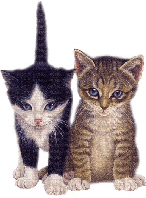 cats,gato-l - Free PNG
