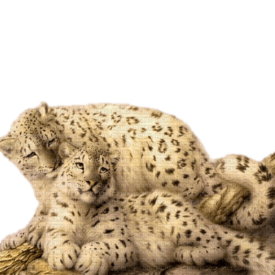 animal-leopard - png ฟรี