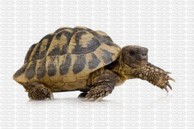 Schildkröte - Free PNG