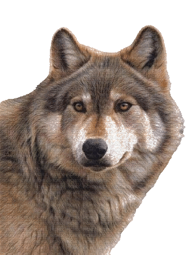 wolf milla1959 - Безплатен анимиран GIF