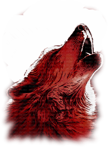 Loup rouge - zdarma png