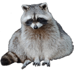 Kaz_Creations Raccoon - безплатен png