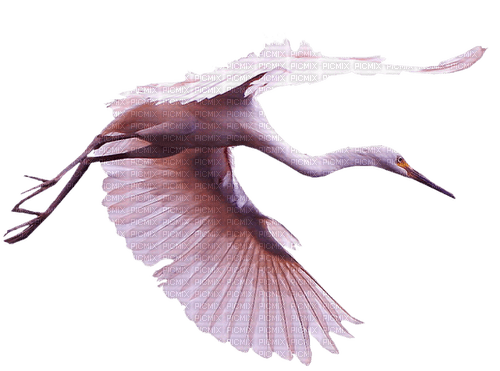 Kaz_Creations Bird Pink - 免费PNG
