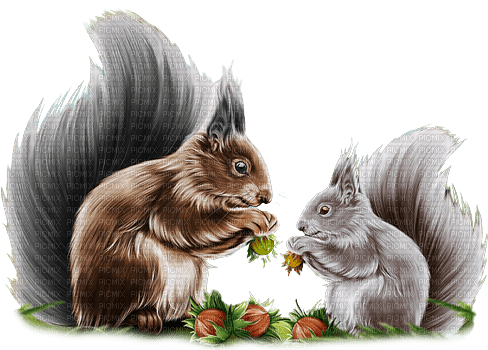 Squirrel Nut - Bogusia - png ฟรี