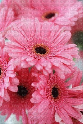 PINK DAISIES - δωρεάν png
