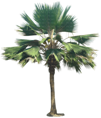 palmeira-l - gratis png